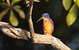 Azure Kingfisher